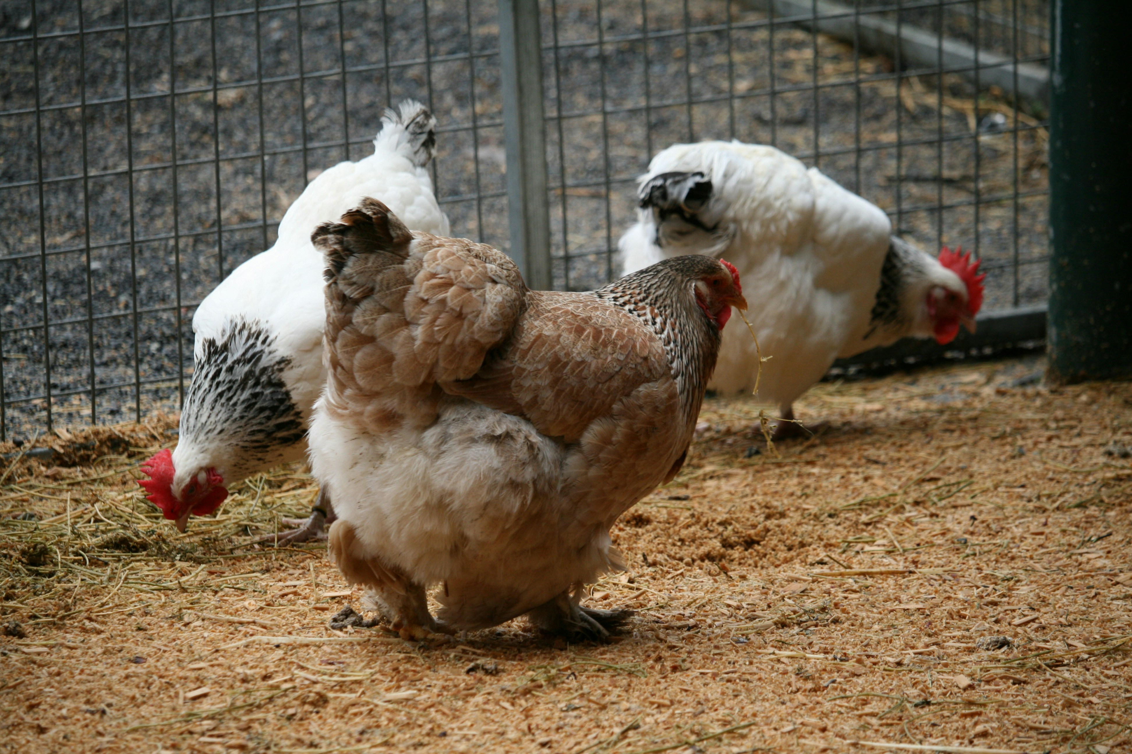 White broiler chickens in a poultry farm