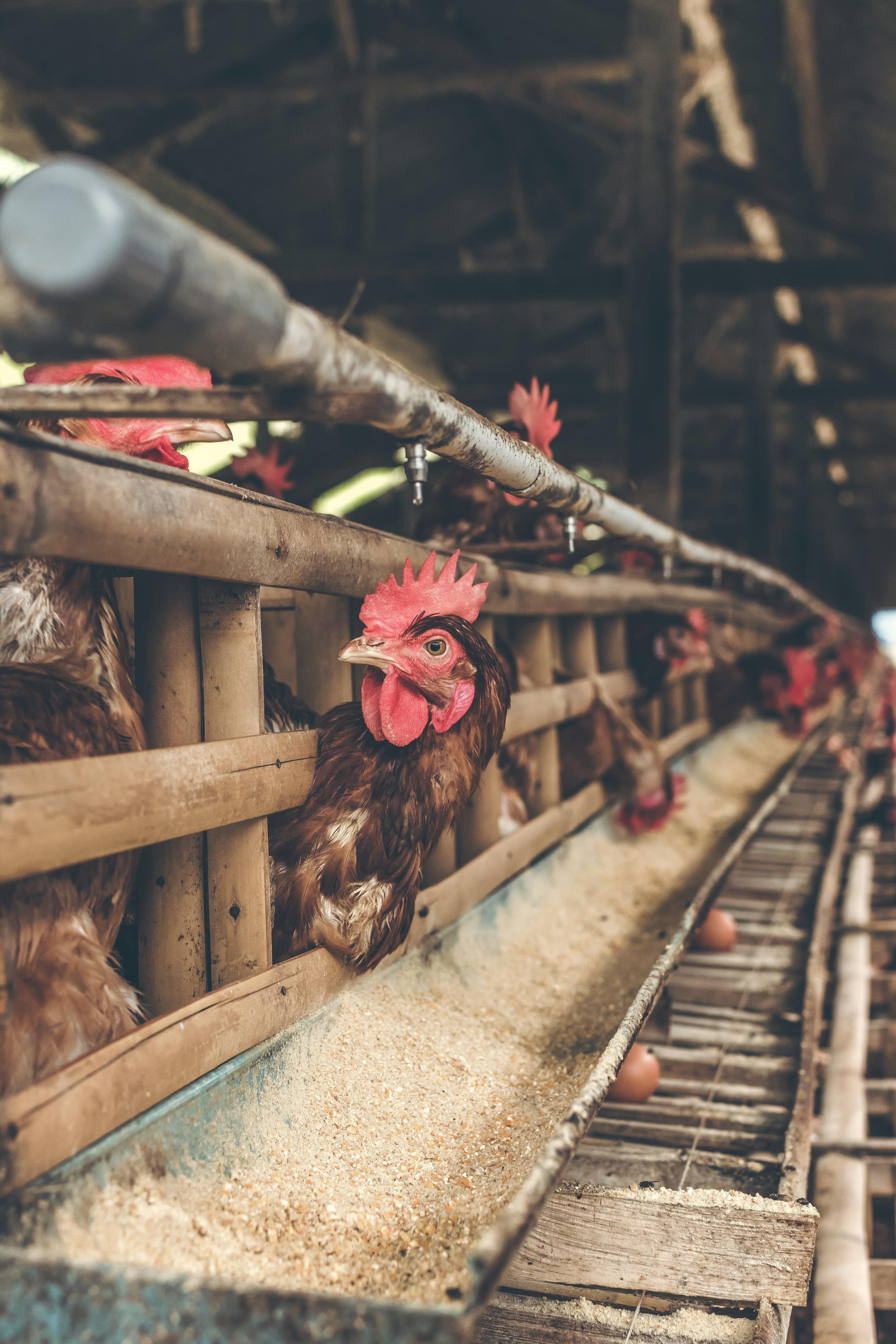 Layer hens producing eggs on a farm