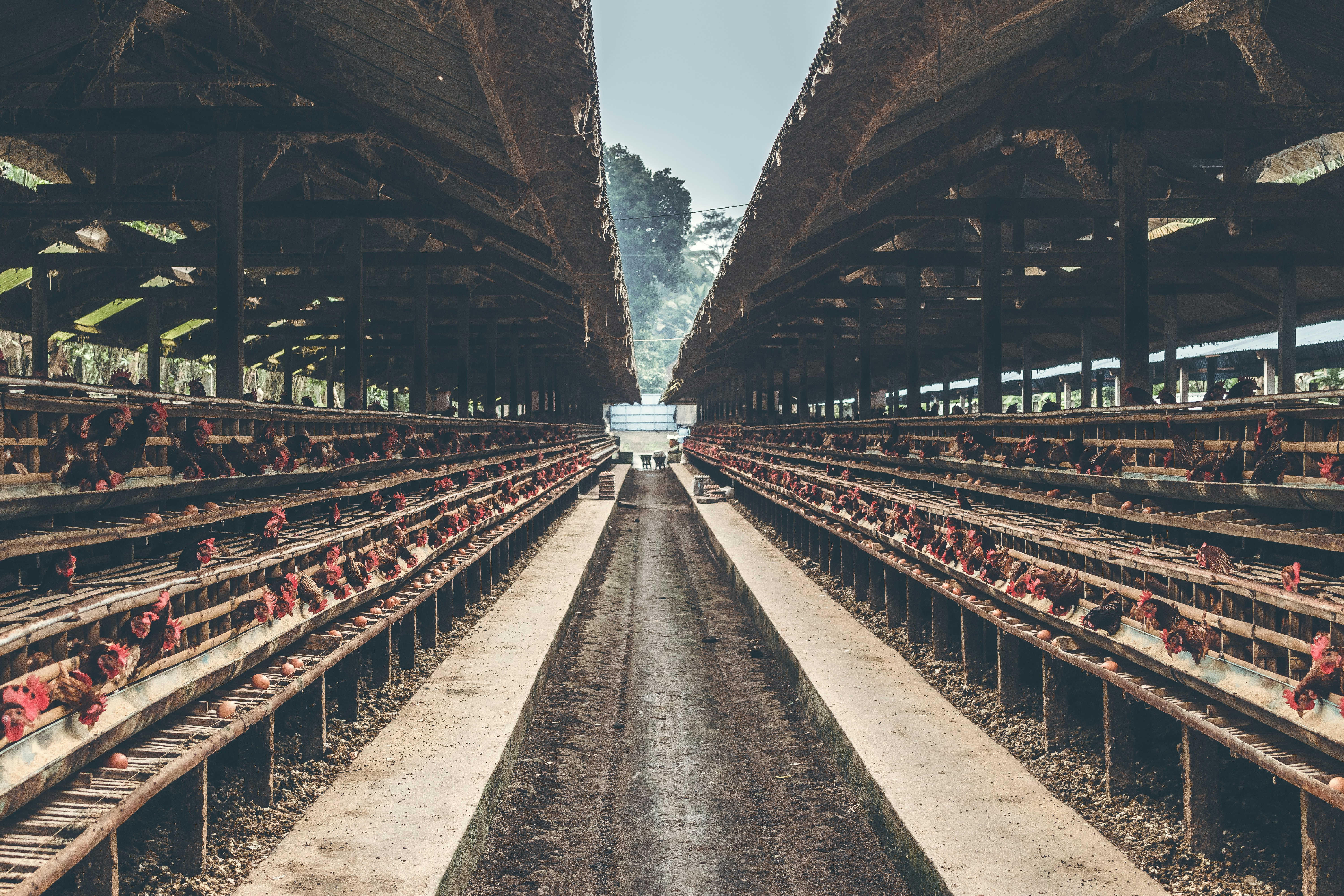 Poultry farm facility